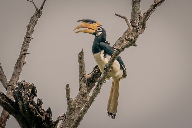 049 Udawalawe NP, malabarneushoornvogel.jpg